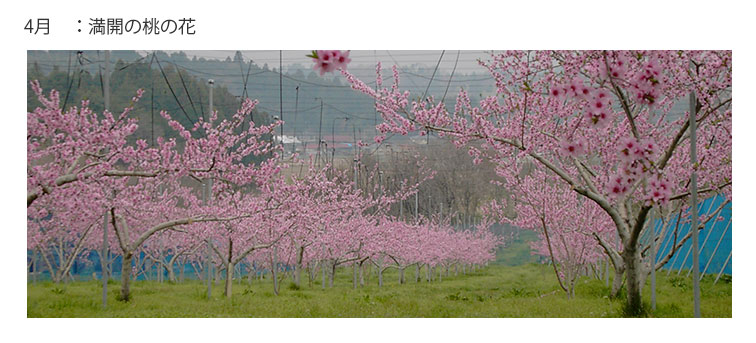 旬の桃・りんご生産・販売 | たかお果樹園 ～喜連川のりんご
