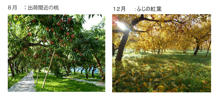 【中古】 驚き、桃の木、山椒の木/文芸社/王城恋多 楽天市場】桃 白鳳 白桃 和歌山 お中元 ギフト あら川の桃 4kg