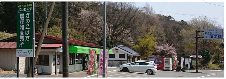 旬の桃・りんご生産・販売 | たかお果樹園 ～喜連川のりんご