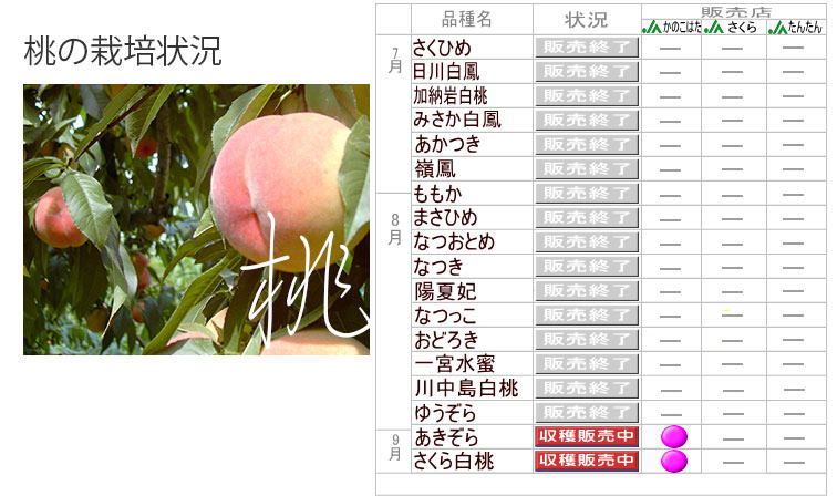 【中古】 驚き、桃の木、山椒の木/文芸社/王城恋多 楽天市場】桃 白鳳 白桃 和歌山 お中元 ギフト あら川の桃 4kg